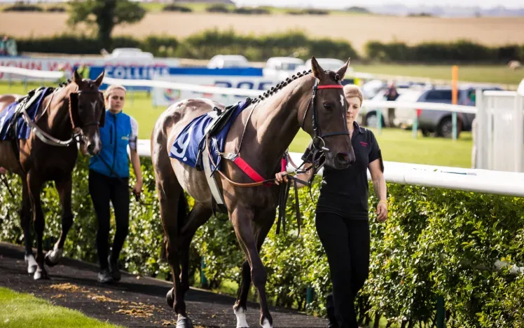 Horses being walked around the parade ring at Sedgefield in the sunshine